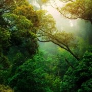 Rainforest – sun shining through the trees Rainforest - sun shining through the trees