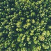 Green trees – environmental considerations Green trees - environmental considerations