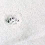 Evidence, Clues, Traces, Footprint Evidence, Clues, Traces, Footprint