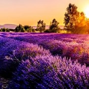 France flower field in the sun France flower field in the sun