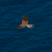 Sustainability Sustainability